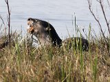 otter vreet vis vin2  Cape Clawless otter with big fish : frieda